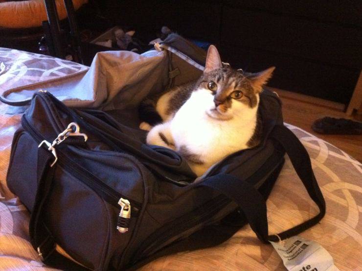 quarantena per gli animali domestici in viaggio