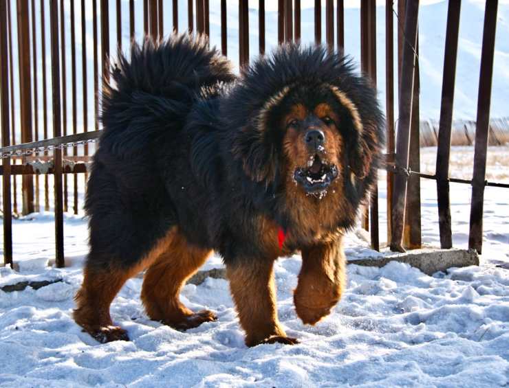 mastino tibetano cani forti