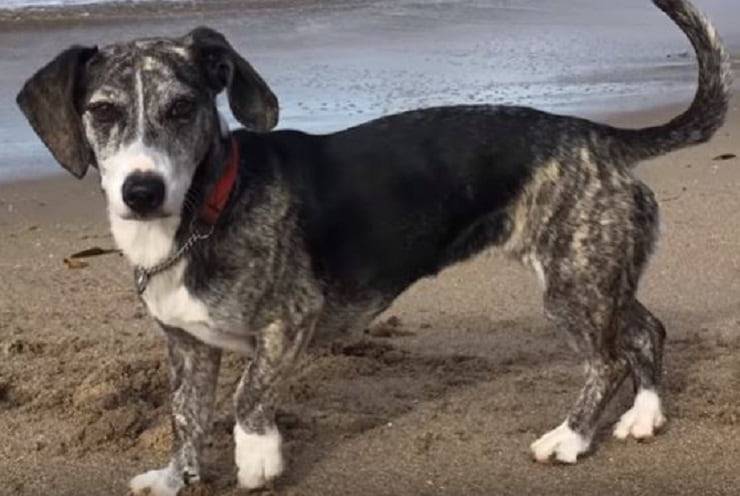Pitbull dachshund mix 