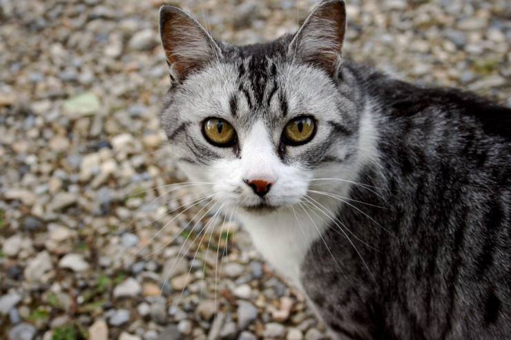 gatto mangia insetti caccia