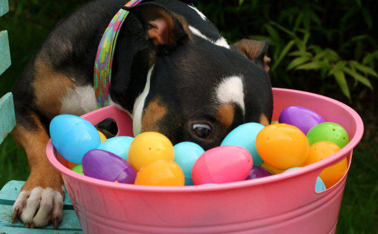 pericoli di pasqua per il cane