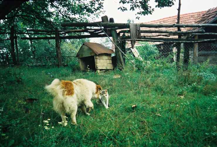 gatto attacca il cane