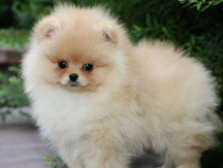cucciolo toy cani