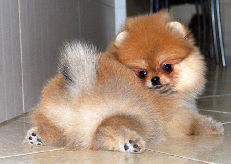 cucciolo toy cani