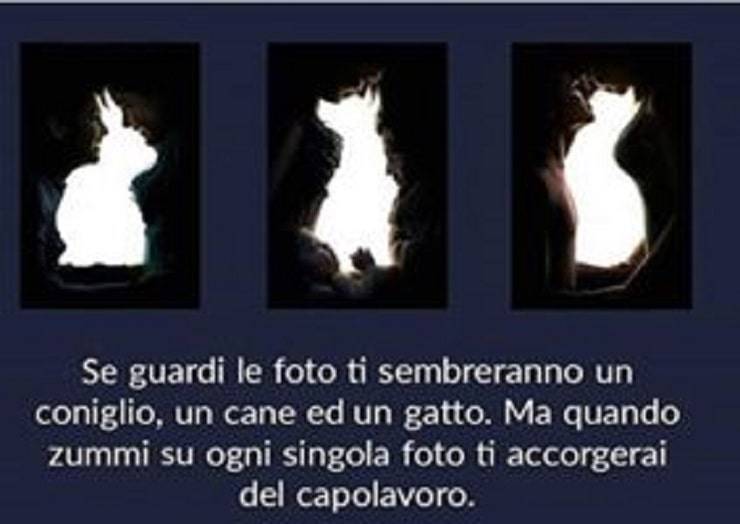 Vedi coniglio cane e gatto