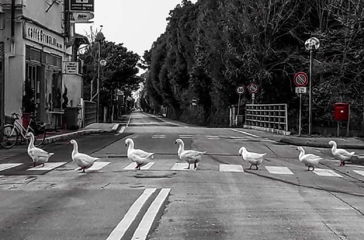 oche come Beatles