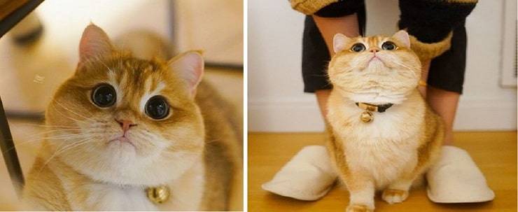 Pisco il gatto British Shorthair