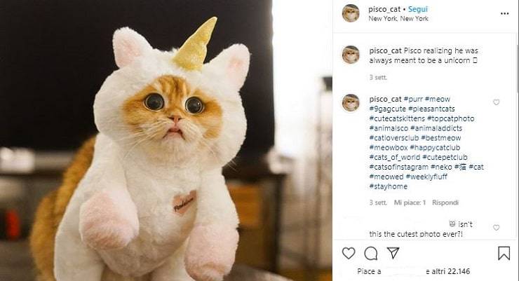 pisco unicorno