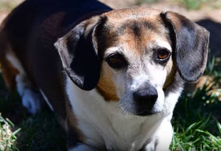 Nuove razze canine