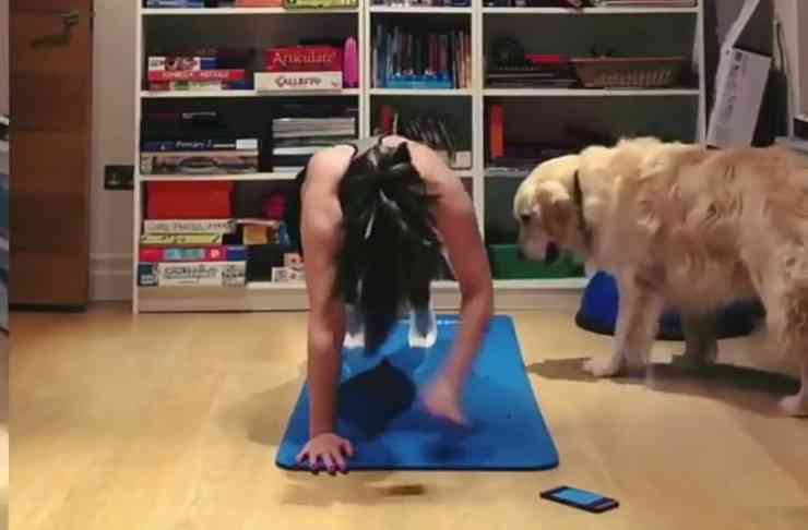 Il cane osserva la padrona (Foto video)
