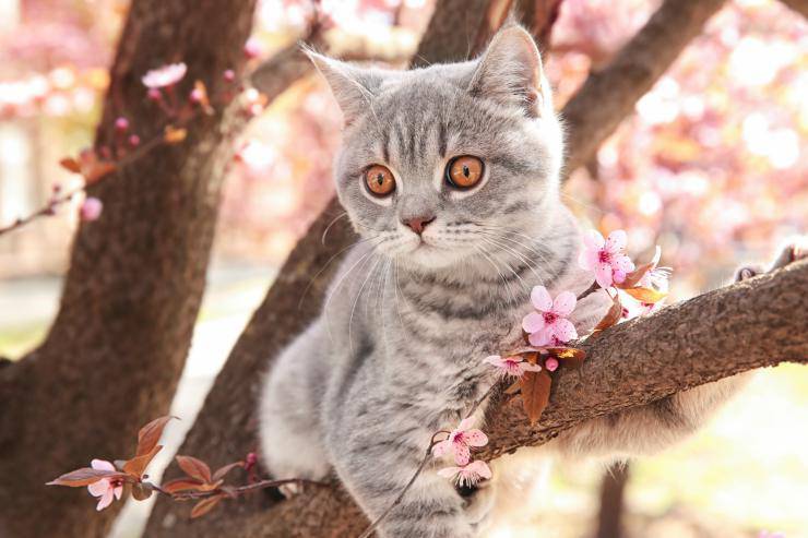 Gatto su un albero