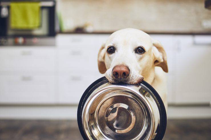Risparmiare soldi con un cane
