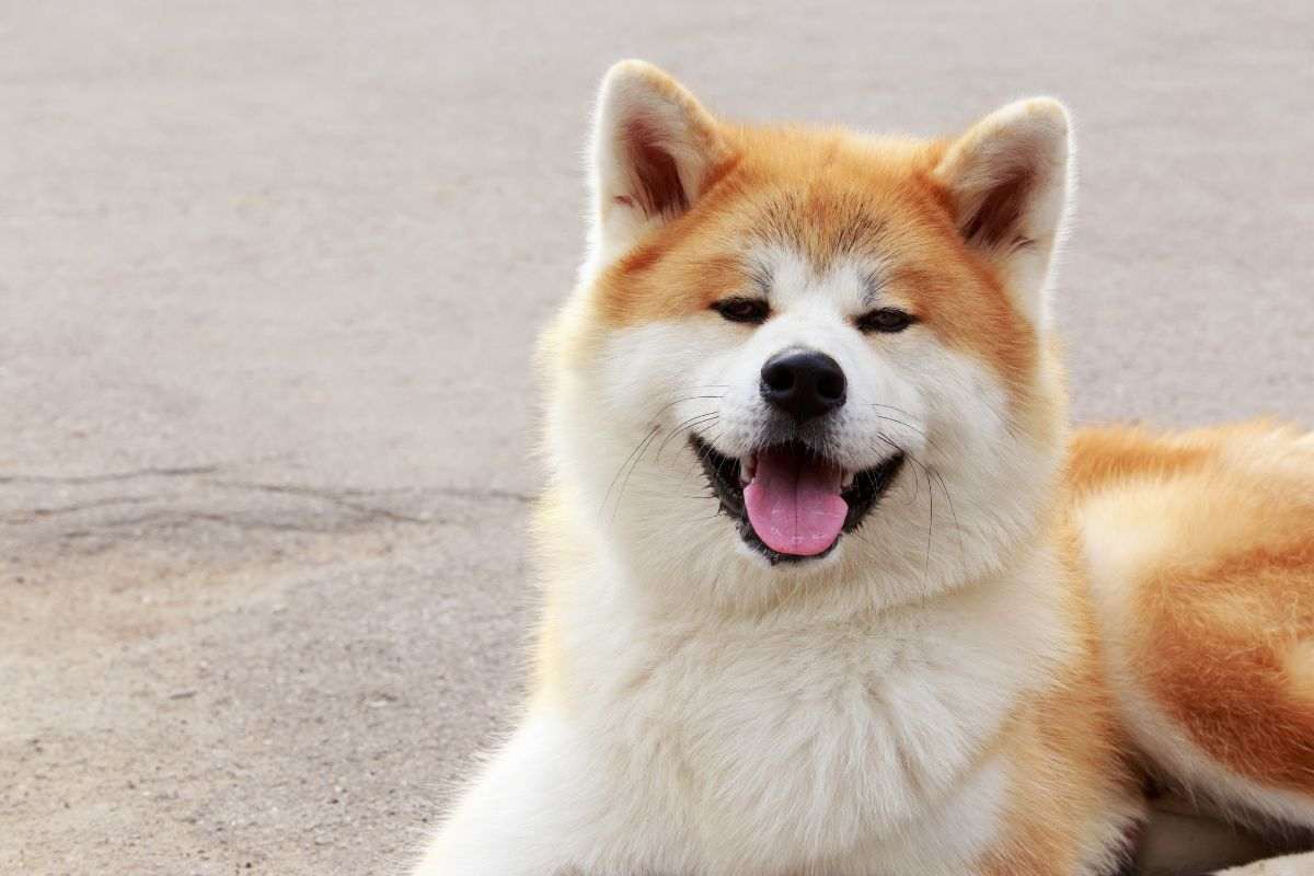 Akita Inu