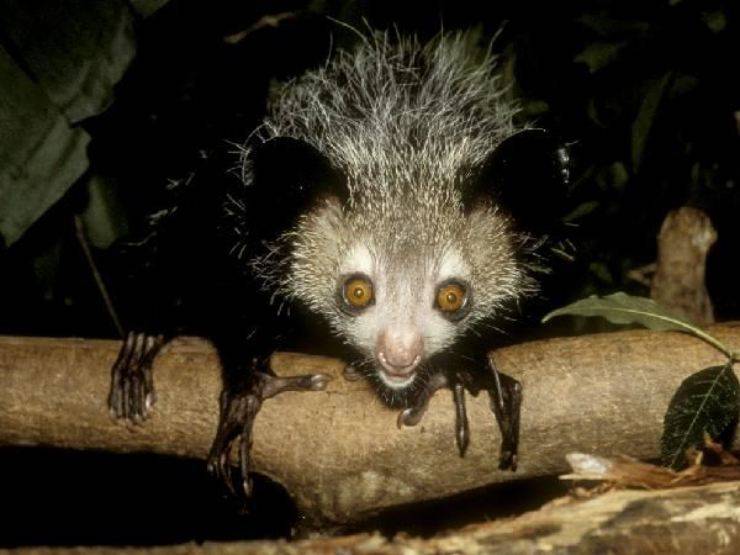 Aye-aye pinterest