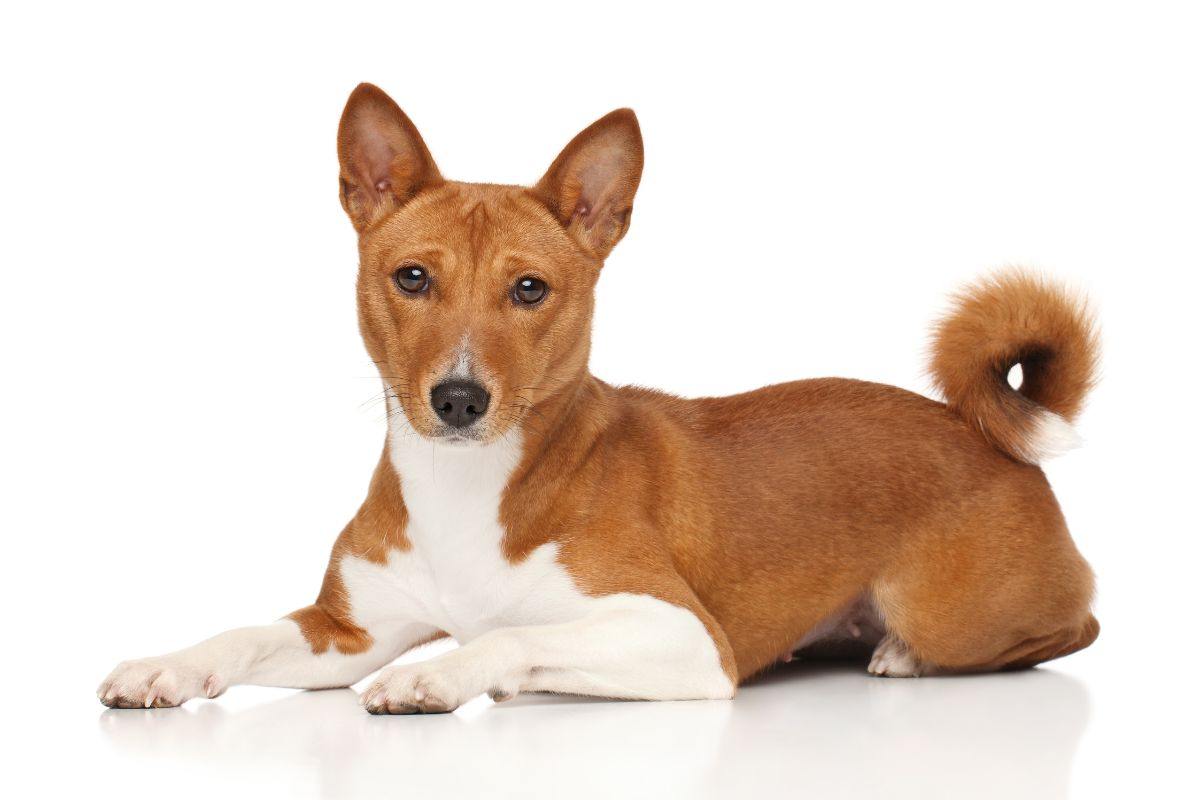 Basenji