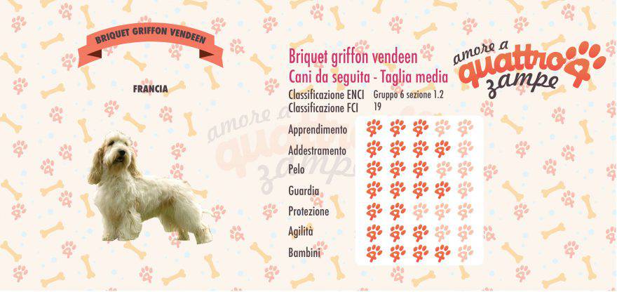 Briquet griffon vendeen scheda razza