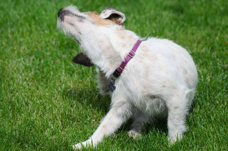 Cane attaccato dalle pulci