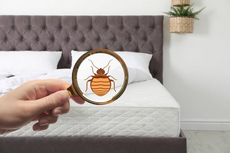 Cimici da letto