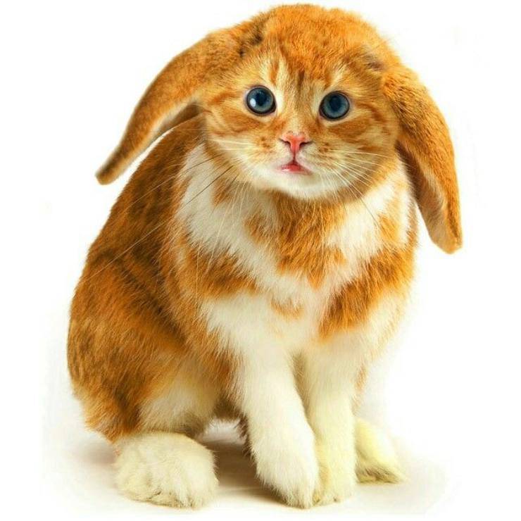 gatto coniglio gattoniglio