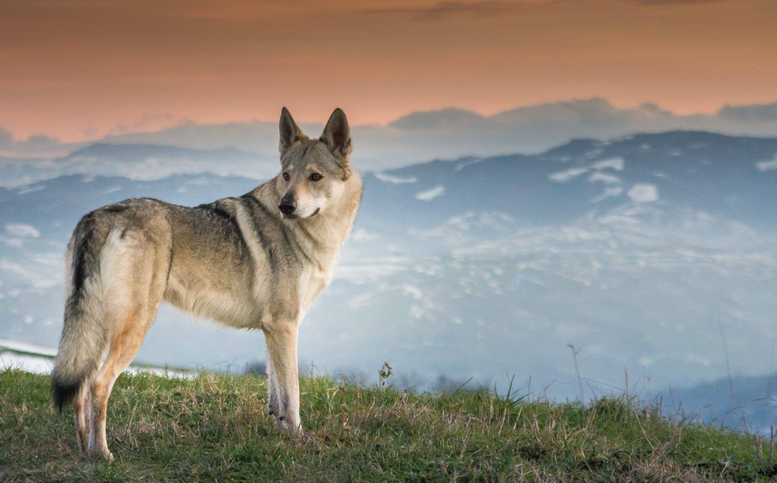 Cane da lupo cecoslovacco adulto