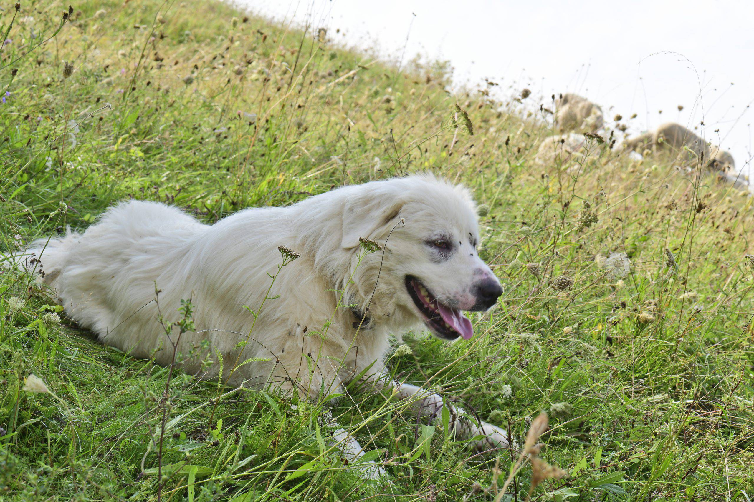 Cane da montagna dei pirenei adulto