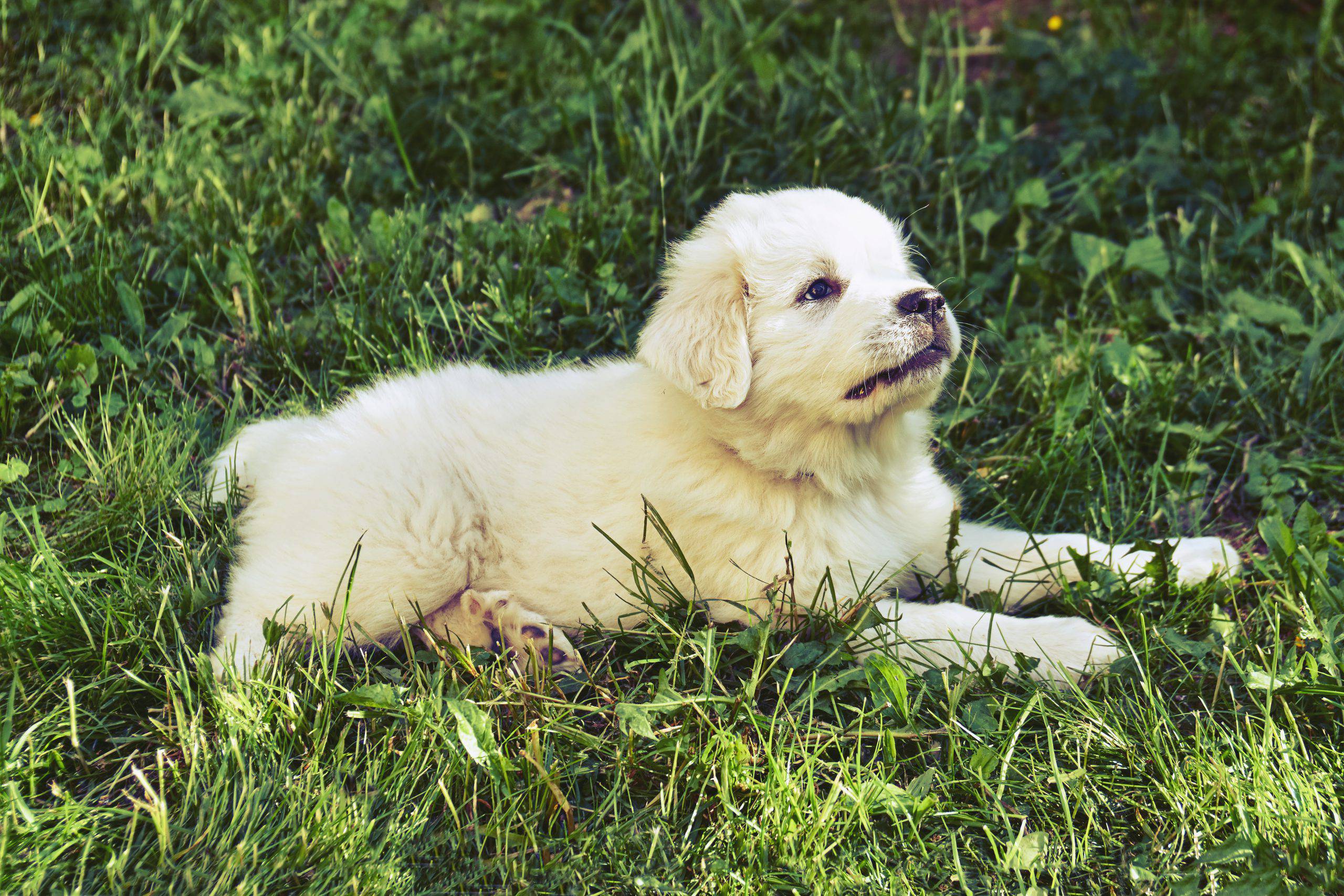 Cane da montagna dei pirenei cucciolo