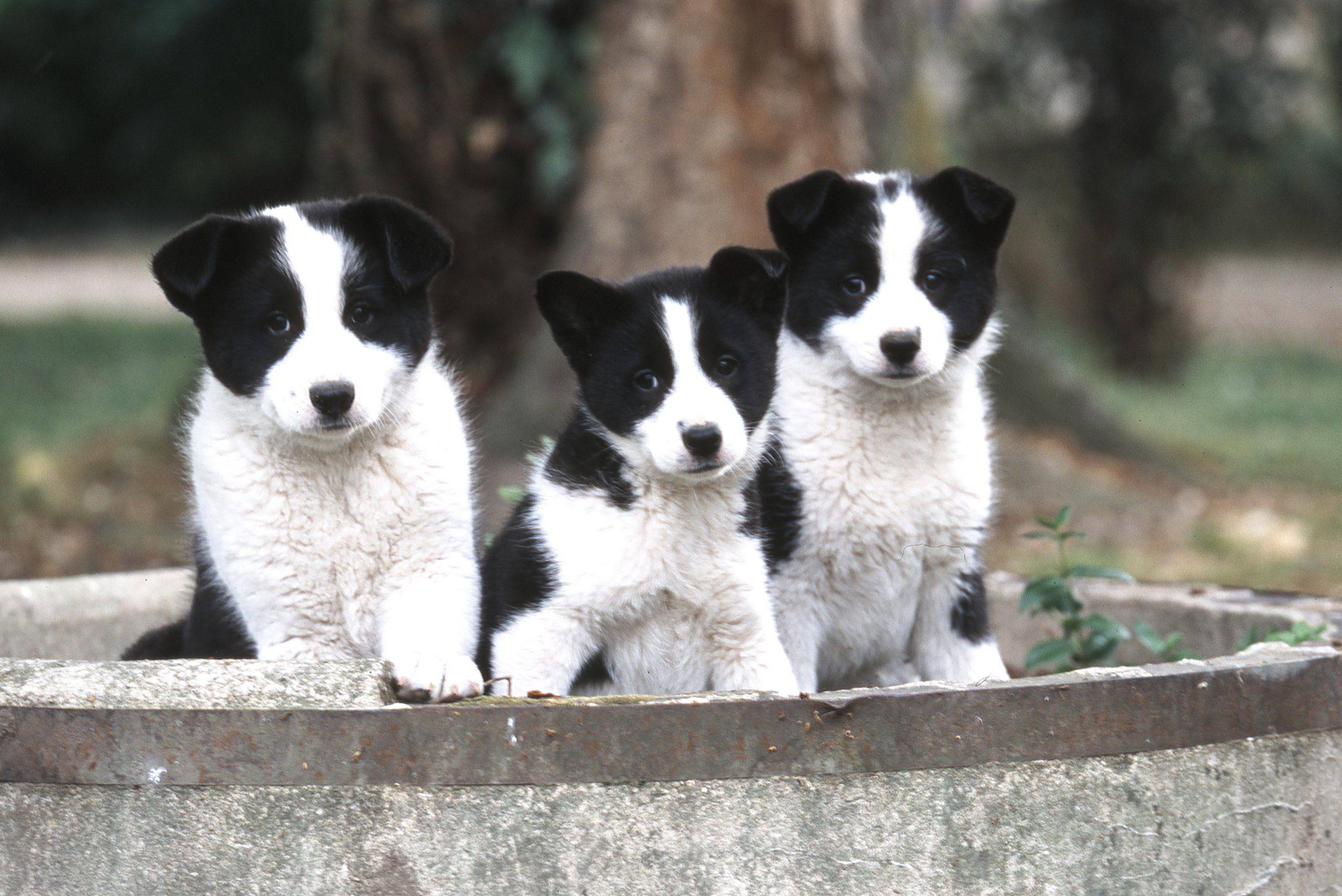 Cane da orso della Carelia cucciolo