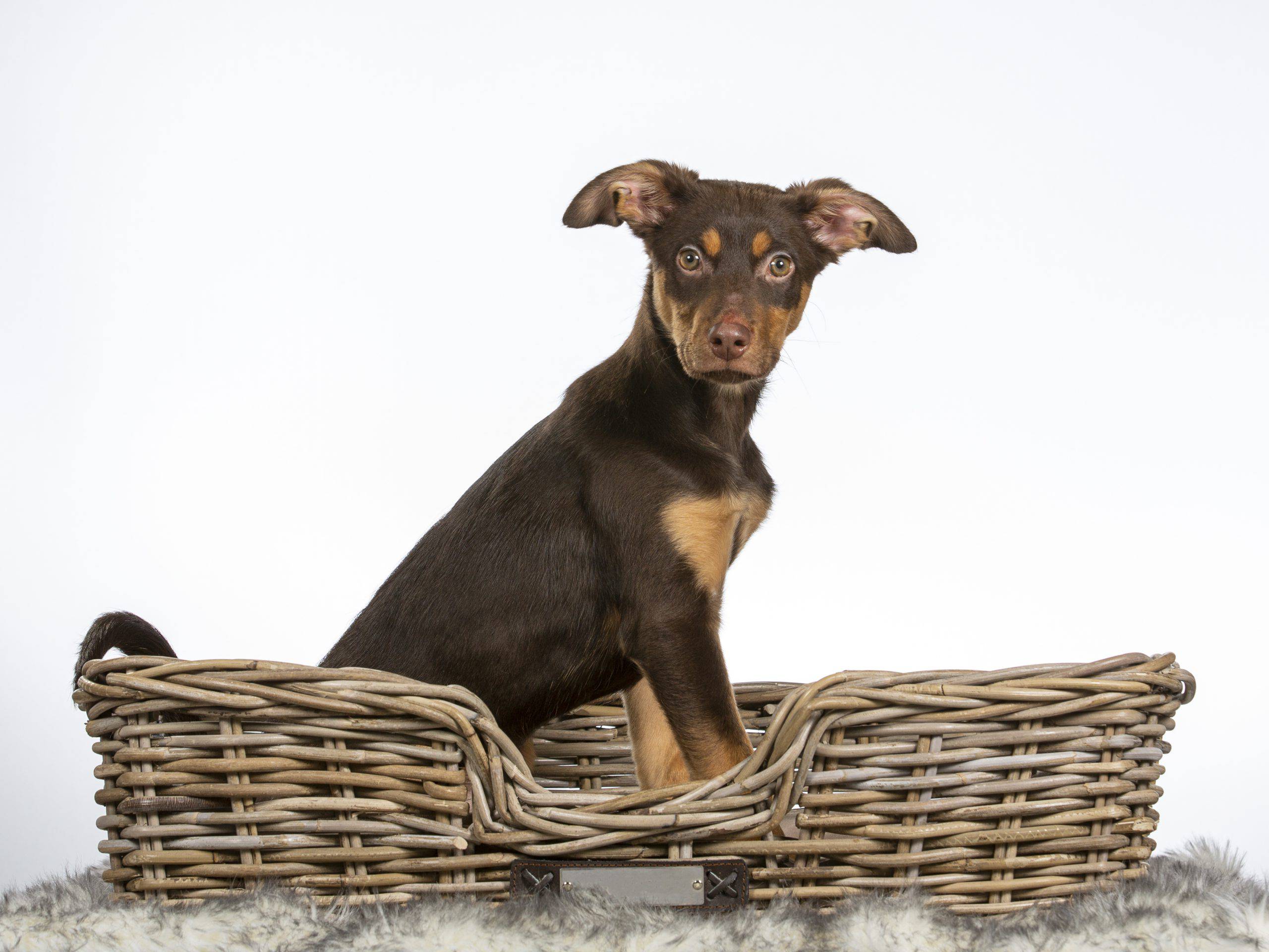 Cane da pastore australiano kelpie cucciolo