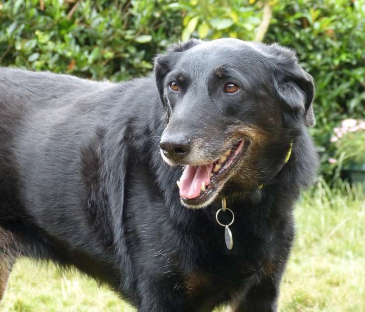 Cane da pastore beauce adulto