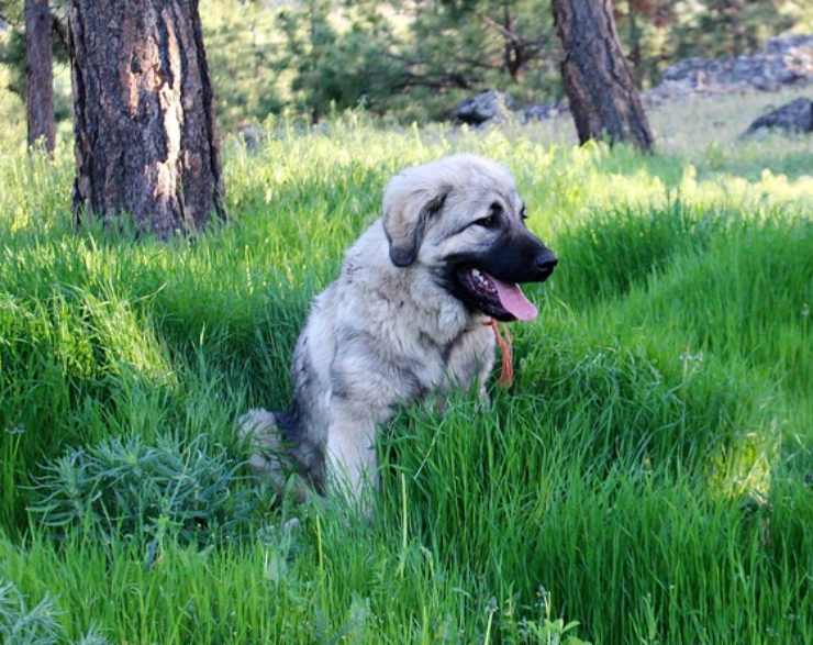 Cane da pastore di Ciarplanina adulto