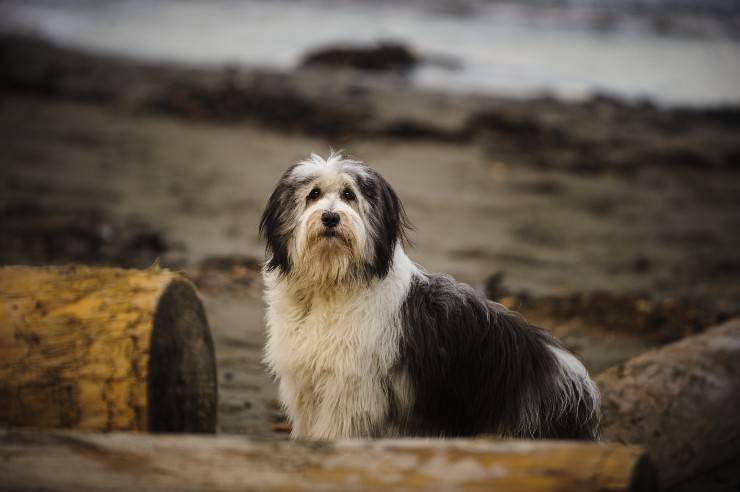 Cane da pastore polacco di vallee adulto 