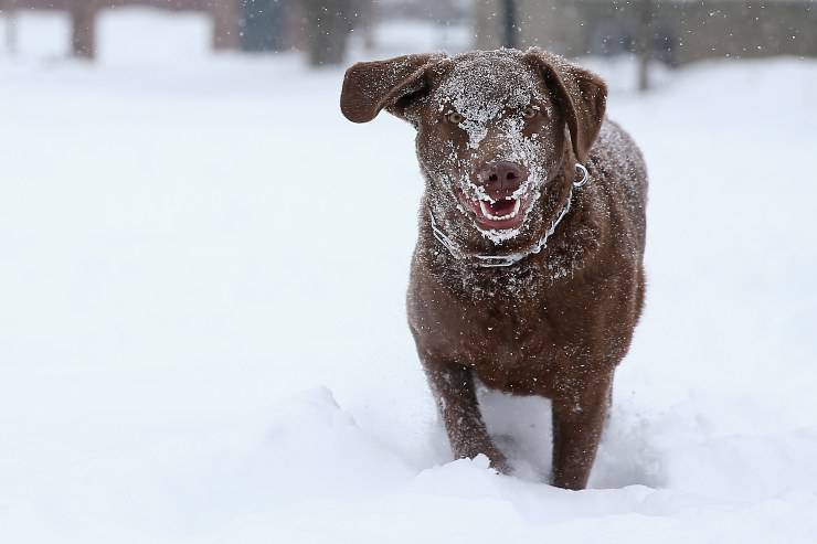 Chesapeake Bay Retriever adulto