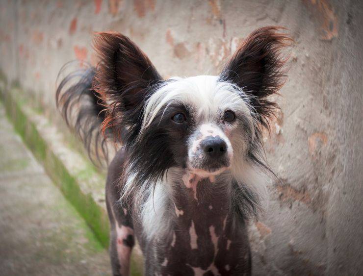 Chinese crested dog cucciolo