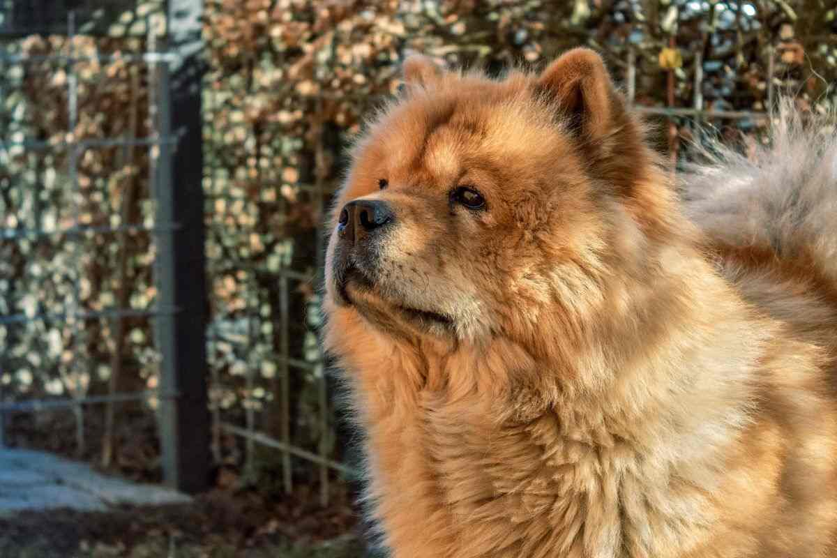 Chow chow