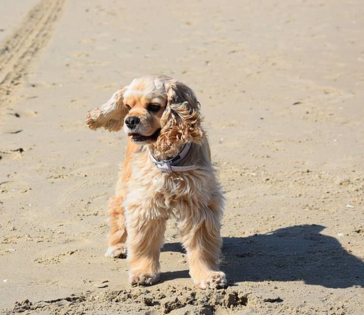 Cocker Americano cucciolo