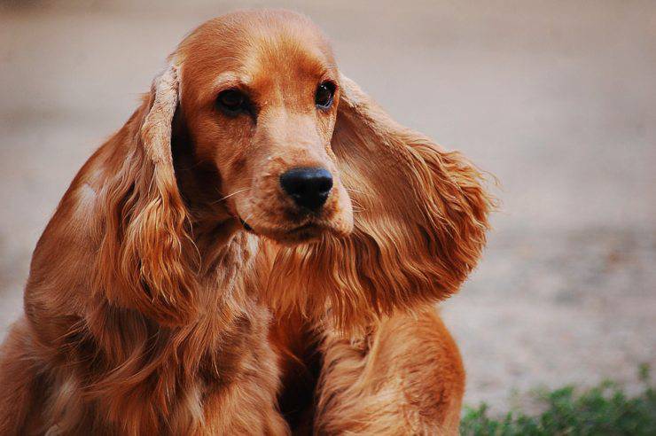 Cocker spaniel inglese adulto