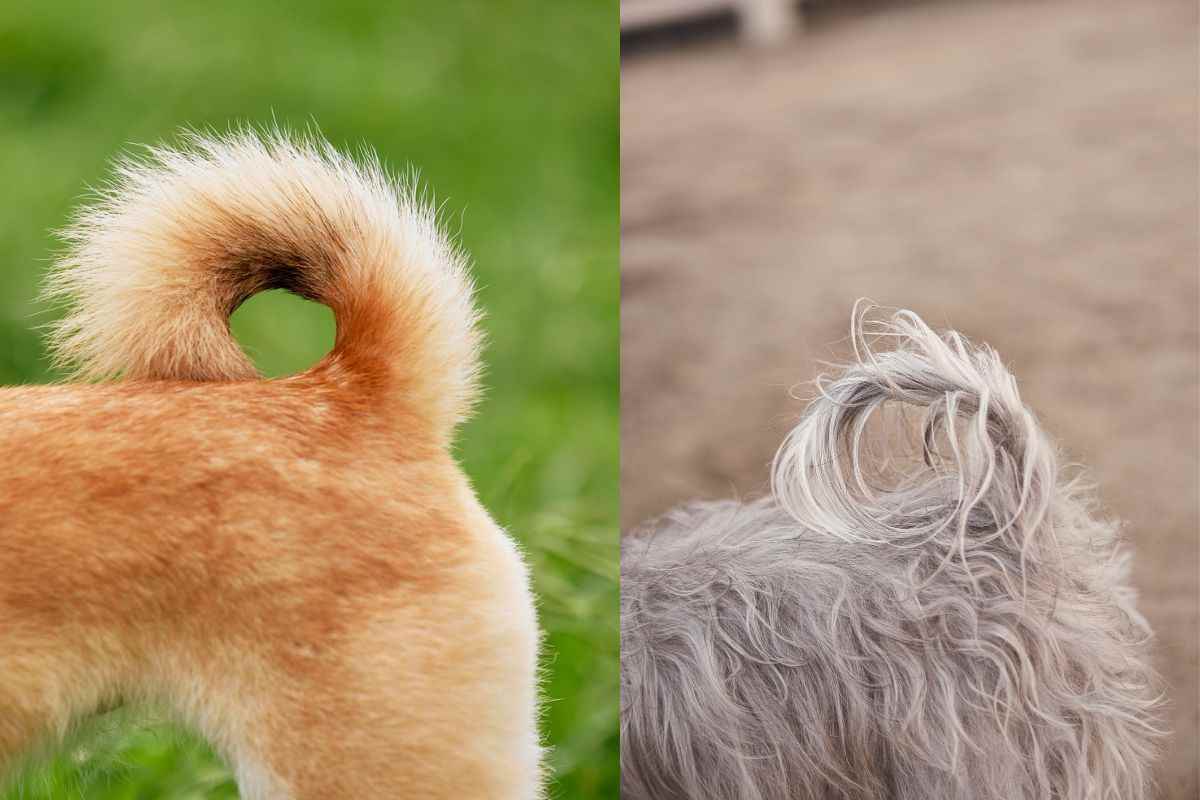 Code arricciate di cani
