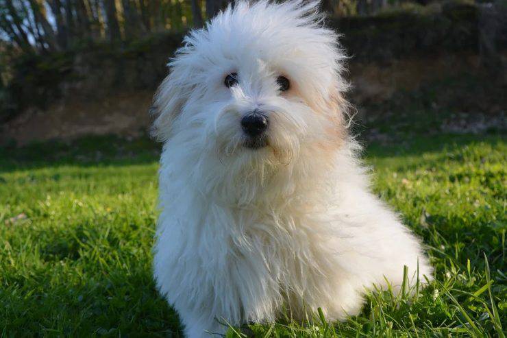Coton de tulear adulto