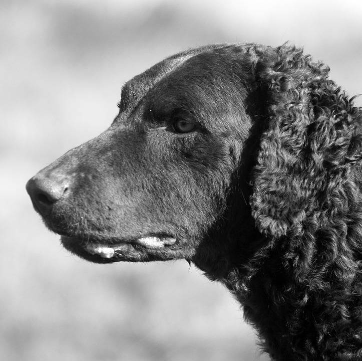 Curly-coated retriever adulto