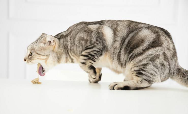 Il gatto vomita boli di pelo