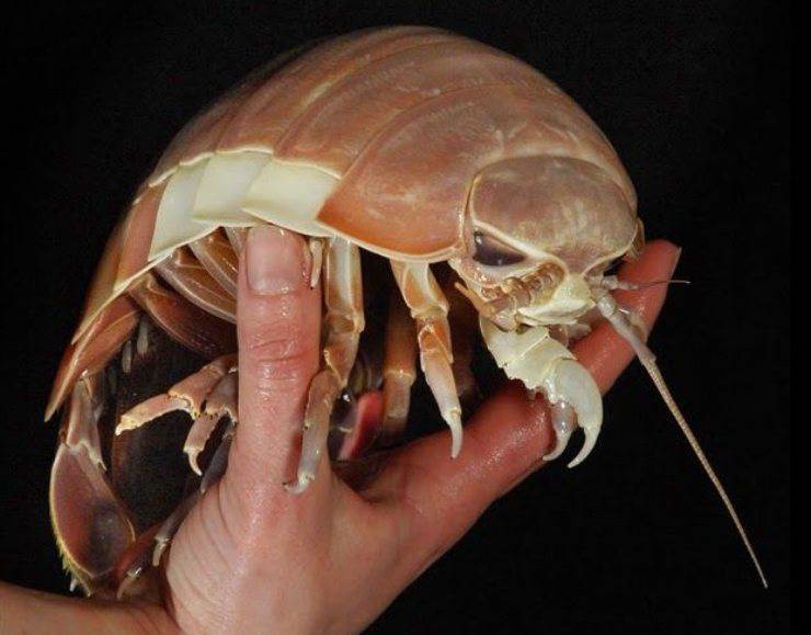 isopodo gigante Bathynomus