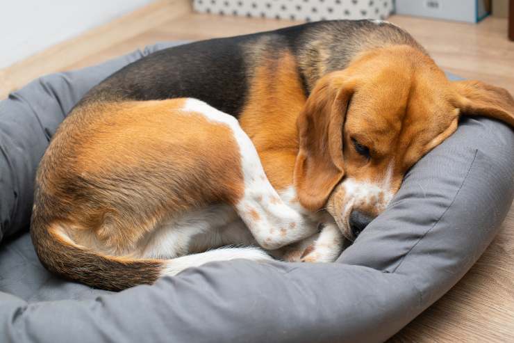 il cane gira su sé stesso