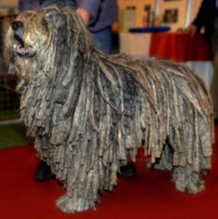 Cane da pastore catalano cucciolo