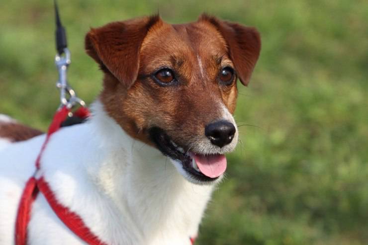 jack russell