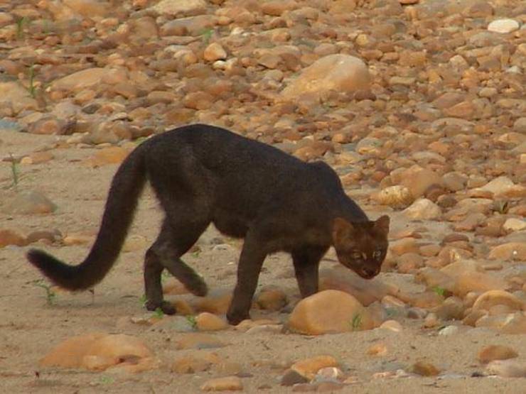 gatto kellas selvatico