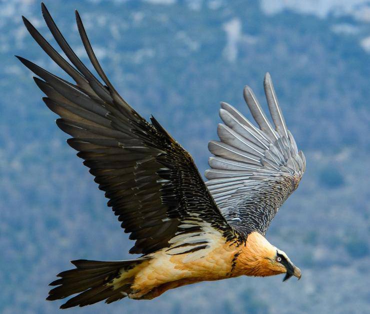 Lammergeier Gipeto uccelli più pericolosi