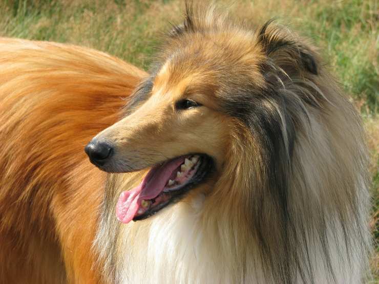 Lassie