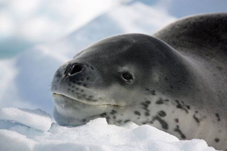 Foca Leopardo