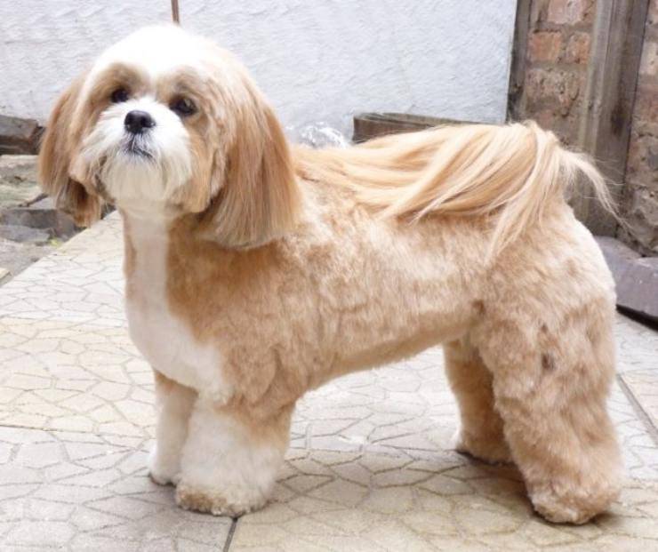 Lhasa Apso