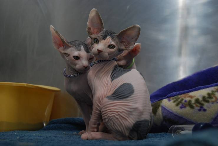 Minskin razze di gatti più strane